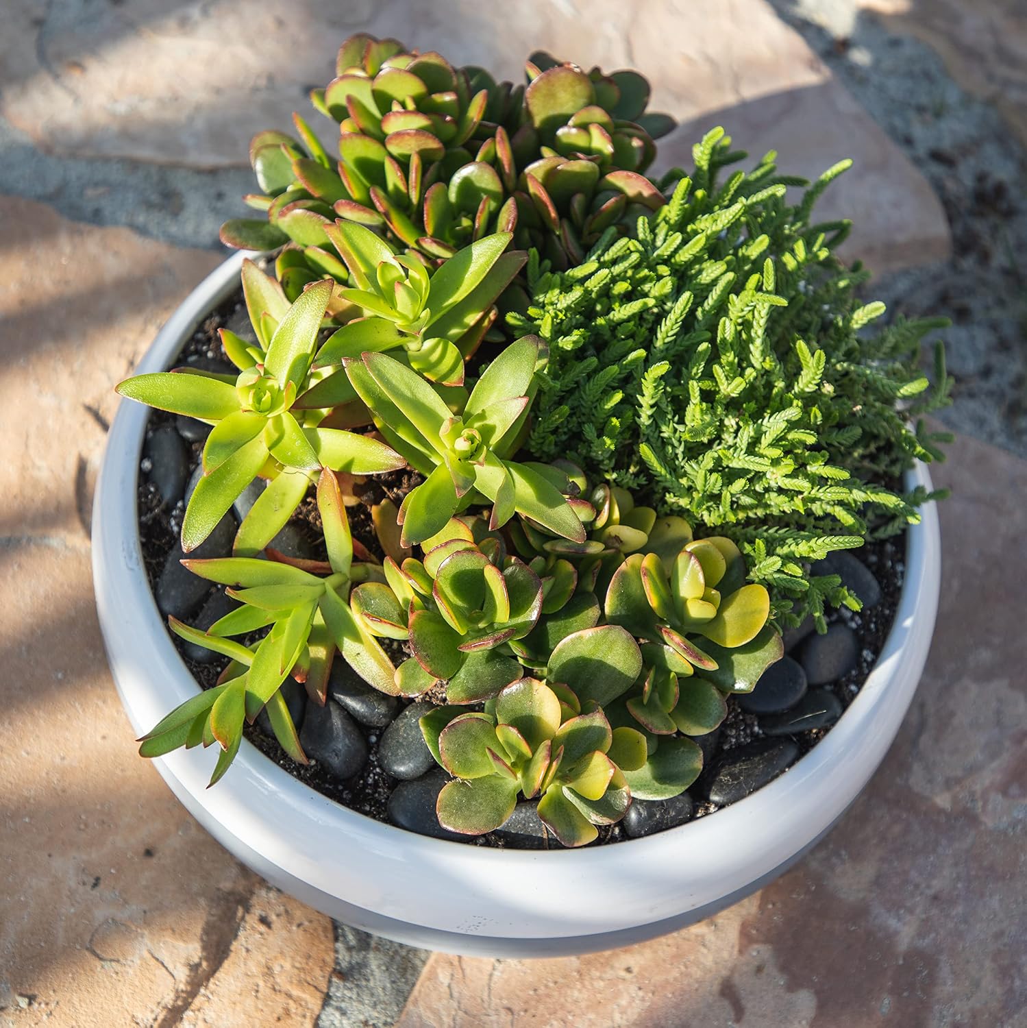 1QT Jade Plant Crassula Succulent Pots 4PK, Live Succulents Plants Live House Plants Indoors Live, Jade Plants Live Indoor Potted Plants Live Plants Indoor Plants Live Houseplants, by Plants for Pets