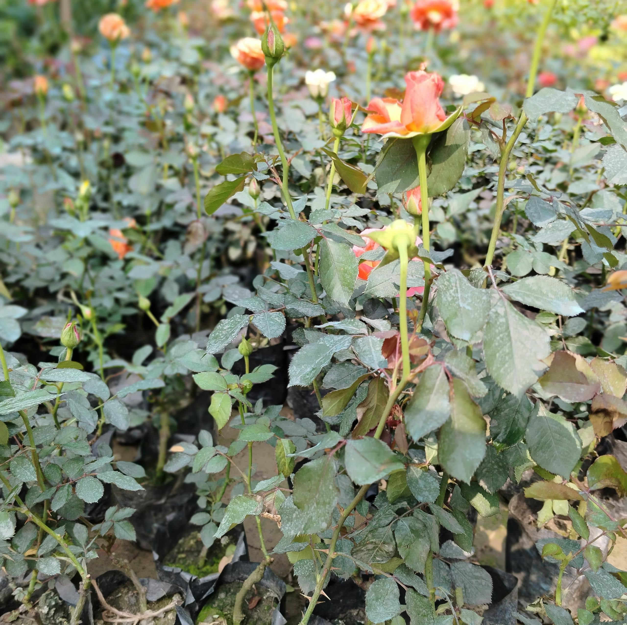 Live Rose Bush – Hardy & Long-Lasting Flowering Plant (Pack of 1