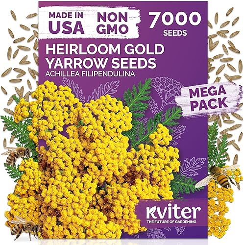 Miniatura 21 de KVITER 7000 semillas de milenrama roja (Achillea Millefolium Rubra) - Semillas de flores perennes para plantar en el exterior, reliquia y orgánicas