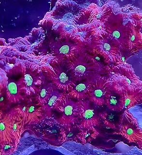 coralSLover Live Saltwater Coral