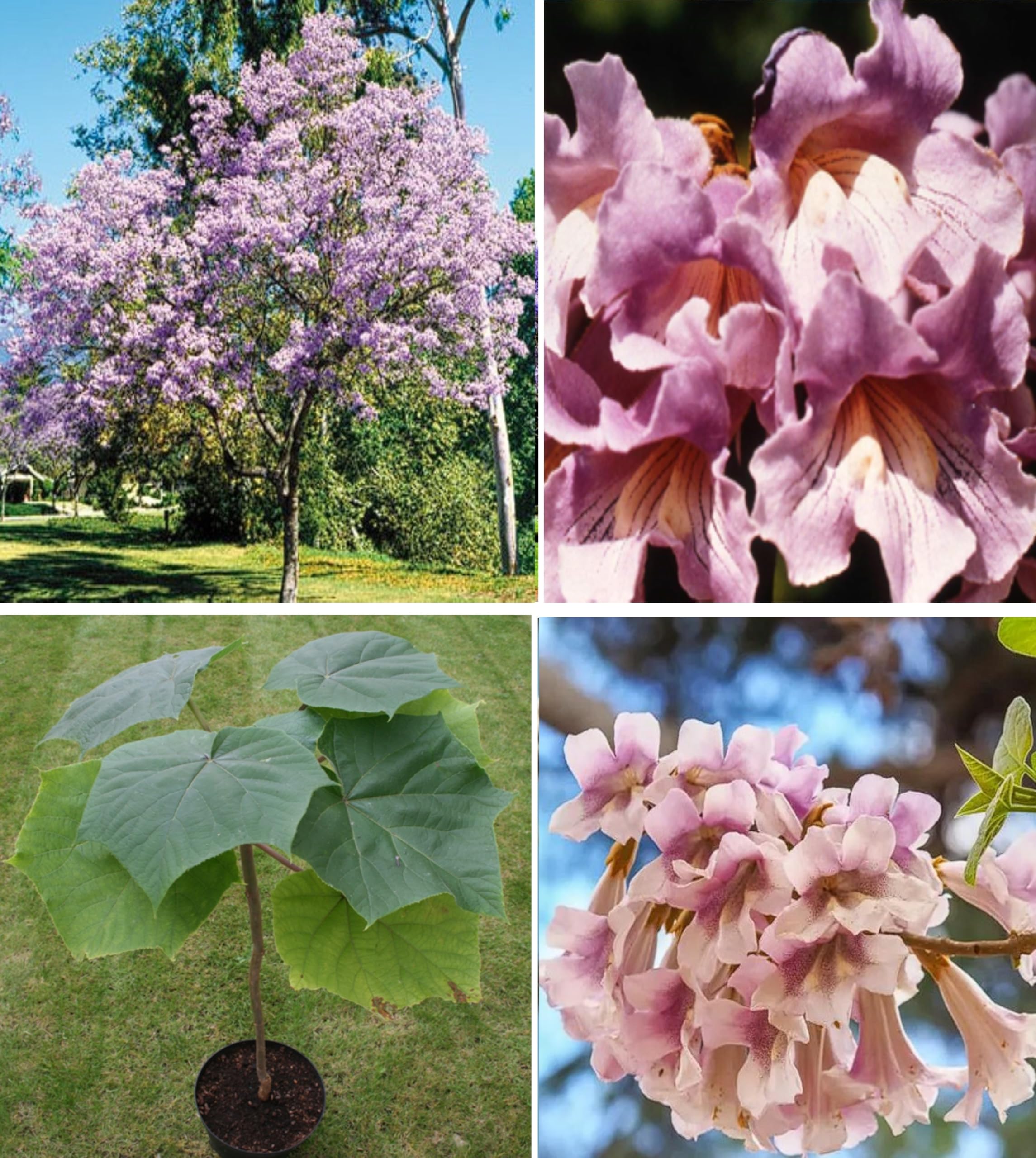 Pink Empress Tree Seeds | Paulownia Elongata | 100+ Seeds