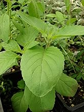 Indian Basil – Ocimum tenuiflorum Rama Tulsi Holy Basil – 50 Seeds.