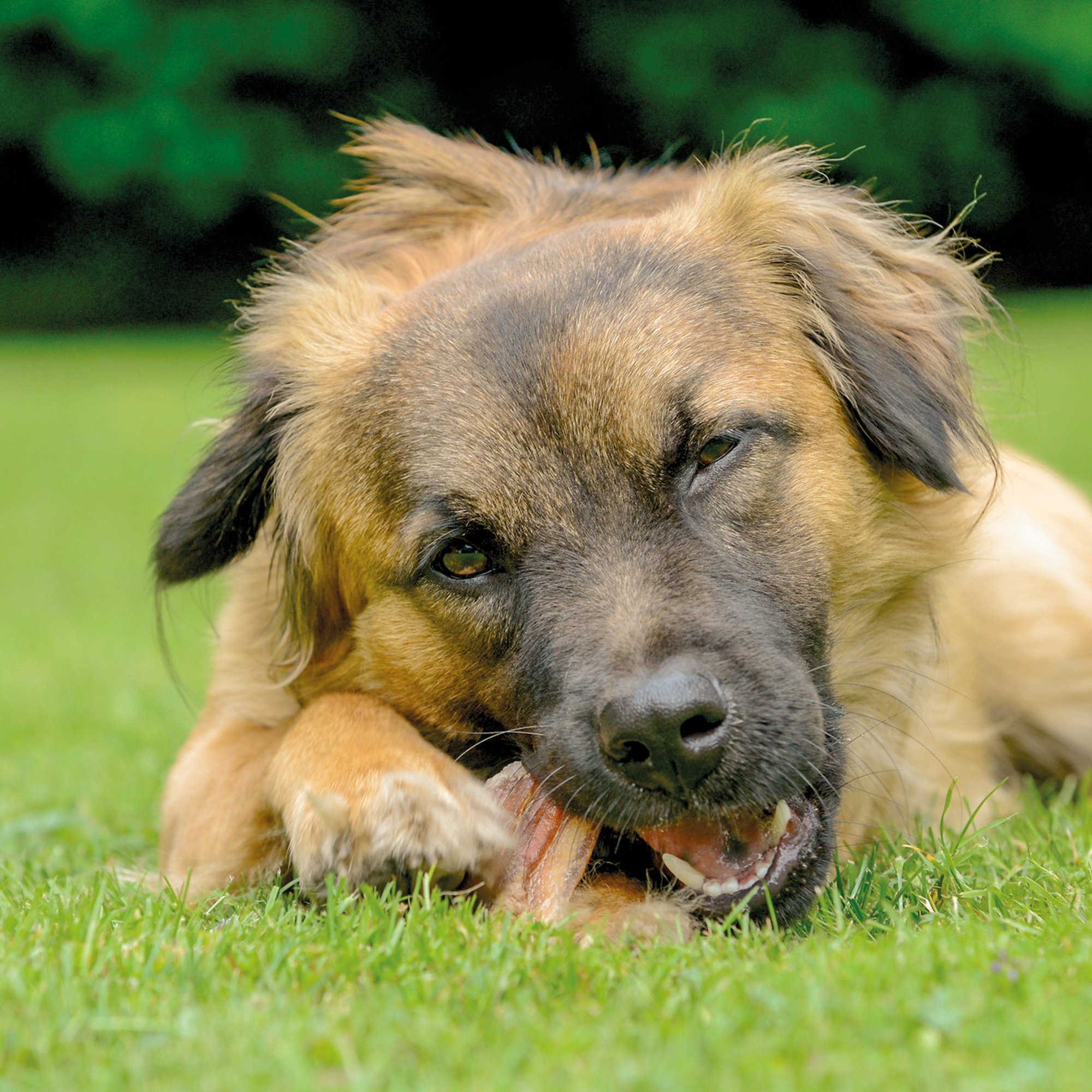 Schecker Rinderohren 5X 180g -Dörrfleisch - Ohren für den Hund