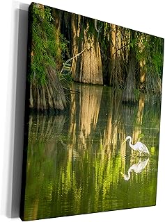 3dRose Museum Grade Canvas Wrap - USA, Louisiana, Lake Martin. Sunrise cypress forest with great egret Animals