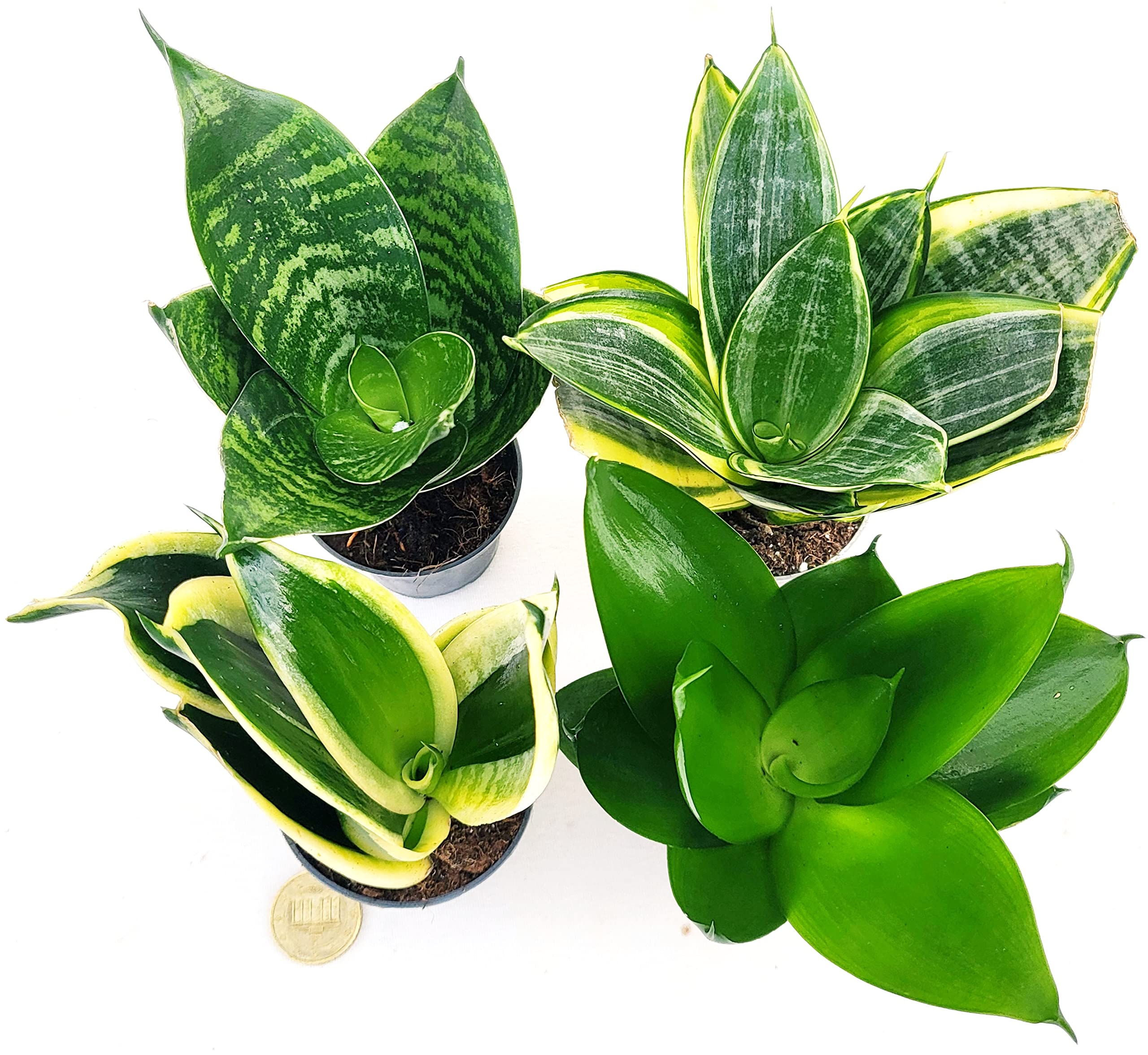 POWERS TO FLOWERS - SANSEVERIA MINI POKER, VASO 6CM DIAMETRO, Piante vere