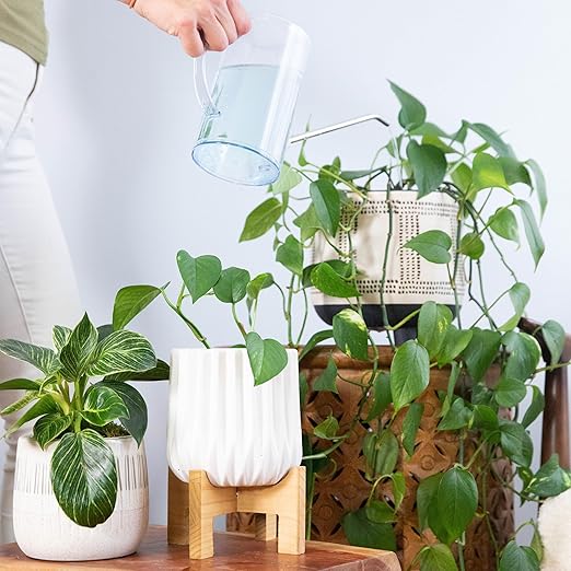 Fertilizante para Plantas de Interior en Tabletas miniatura 4