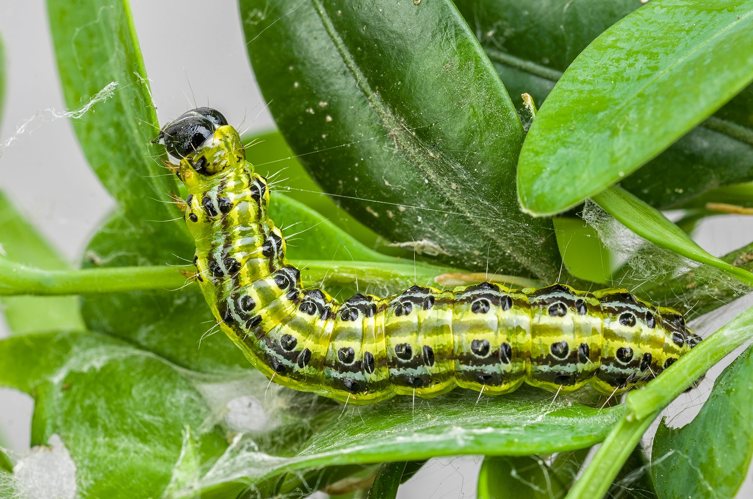 Dragonfli Small Garden Box Tree Caterpillar Killer Nematodes - Protect Buxus Hedges Naturally - Includes Two Packs To Treat 14sqm - Perfect For Smaller Gardens & Indivdual Box Plants