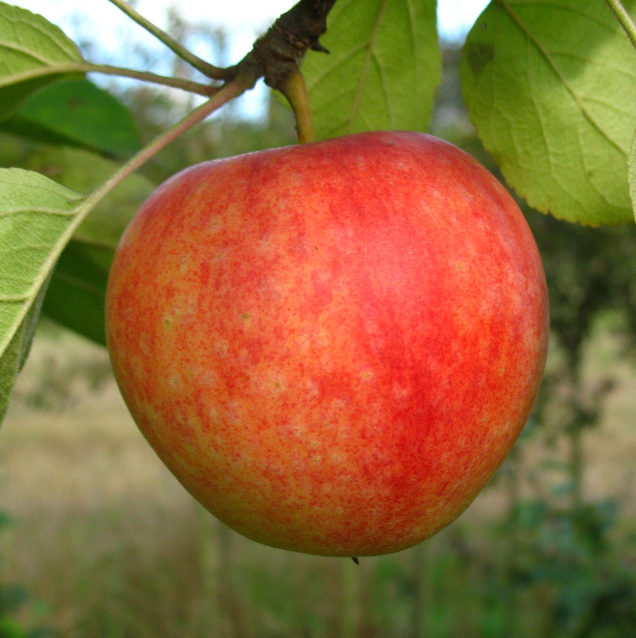 Malus domestica 'Cox Orange' 130–150 cm – Winterhart, Mehrjährig – Apfelbaum Cox Orange – Obstbaum für Garten & Obsternte