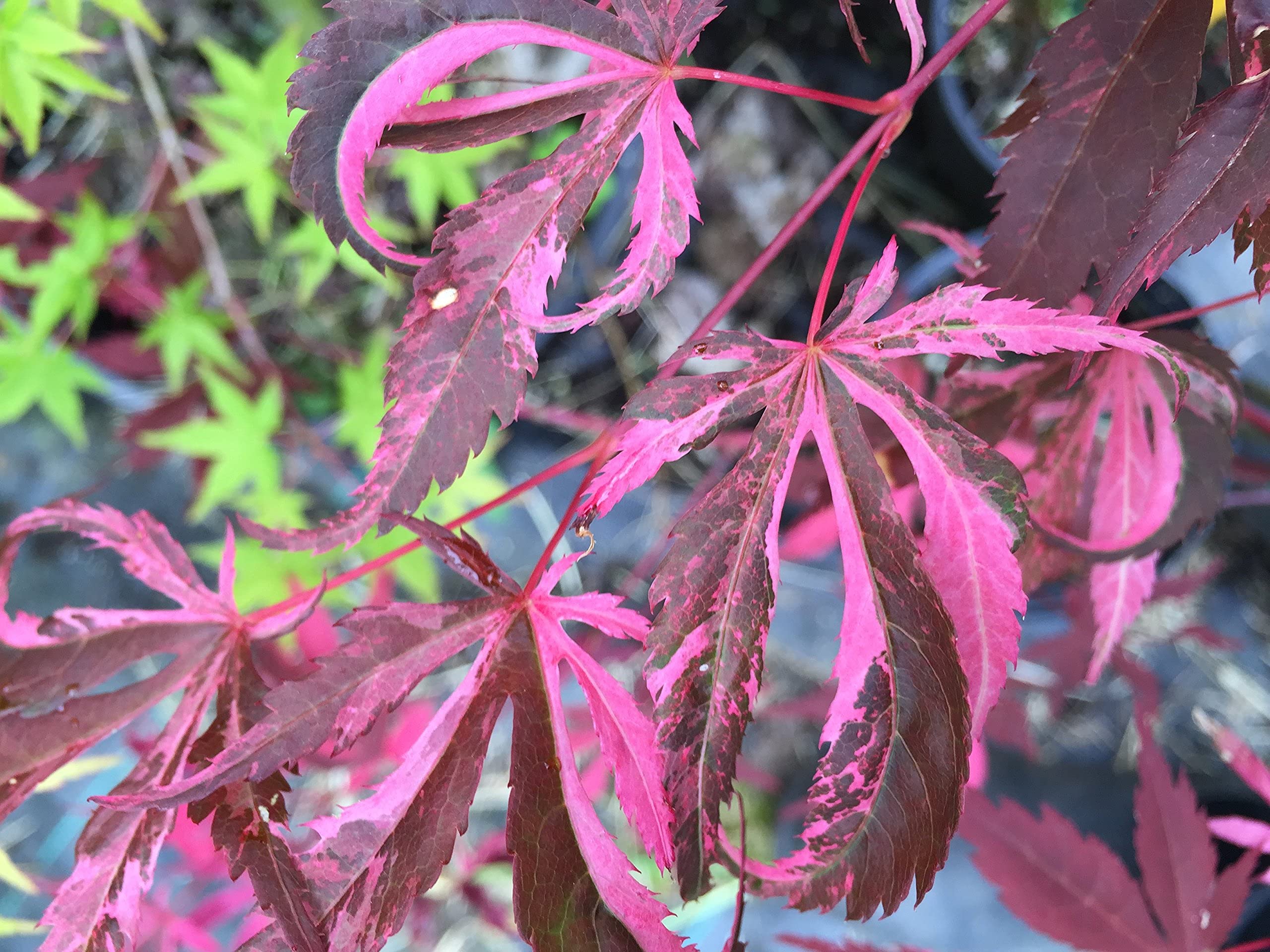 Amazon.com : Rainbow Japanese Maple - A Purple Maple with a
