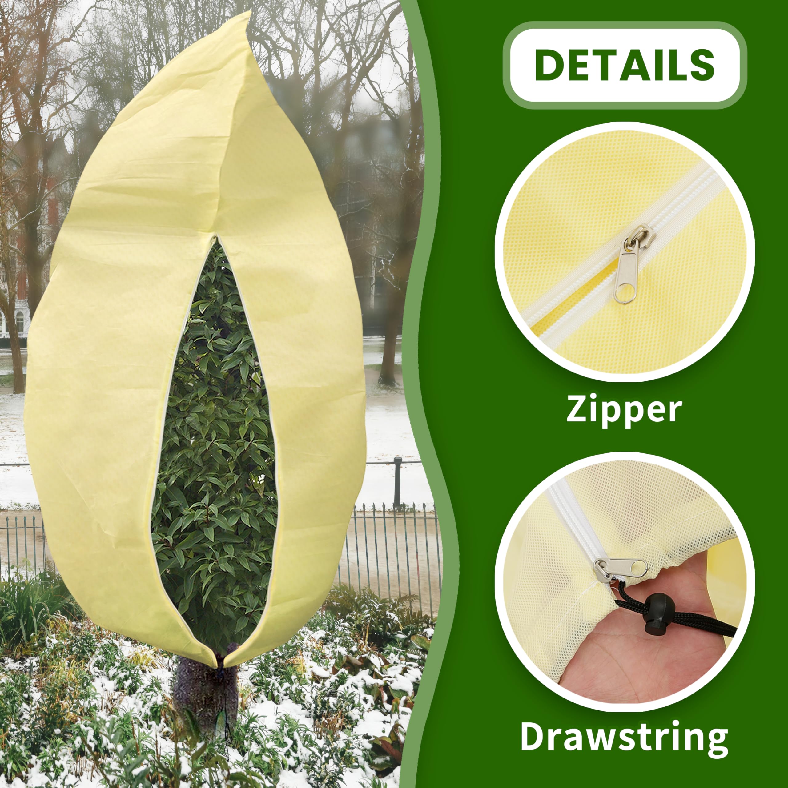 sansevieria whale fin variegated Variegated Shark Fin Snake Plant