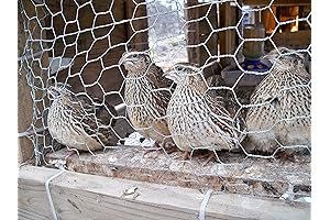 Organic Quail Egg Extract: Nurture Your Youthful Glow!