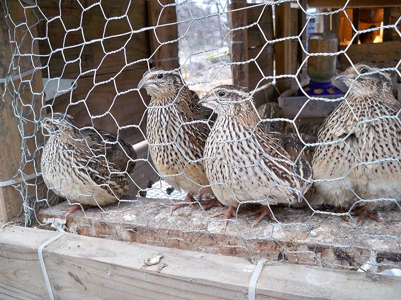 Huevos fértiles para incubar de codorniz Coturnix (24 huevos)