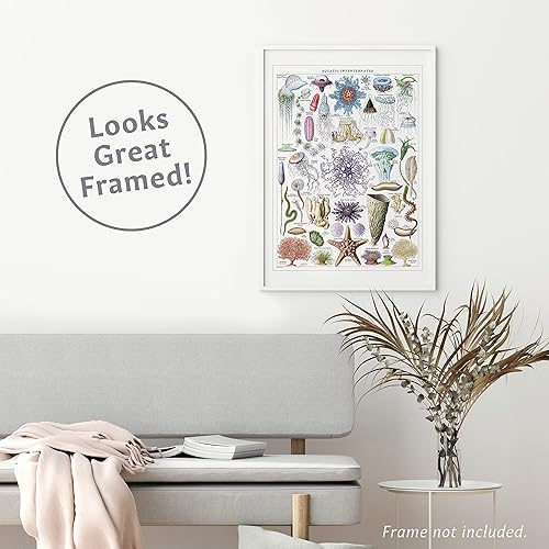 Miniatura 6 de Palace Learning Póster impreso vintage de medusas e invertebrados acuáticos, tabla de referencia de identificación de vida marina (laminado, 18 x 24