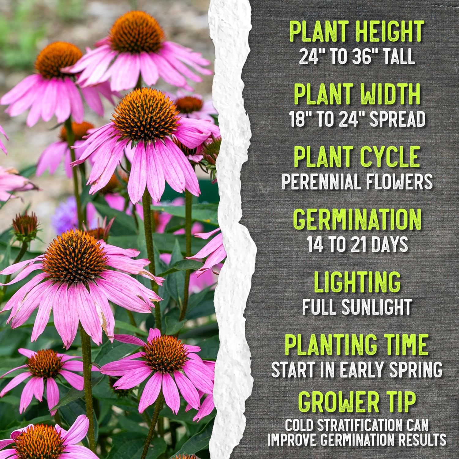 Seed Needs Coneflower Seeds for Planting Purple Echinacea Coneflowers - Heirloom & Open Pollinated Perennial Medicinal Flower - Perfect Wildflowers for a Butterfly Garden (10 Packs)