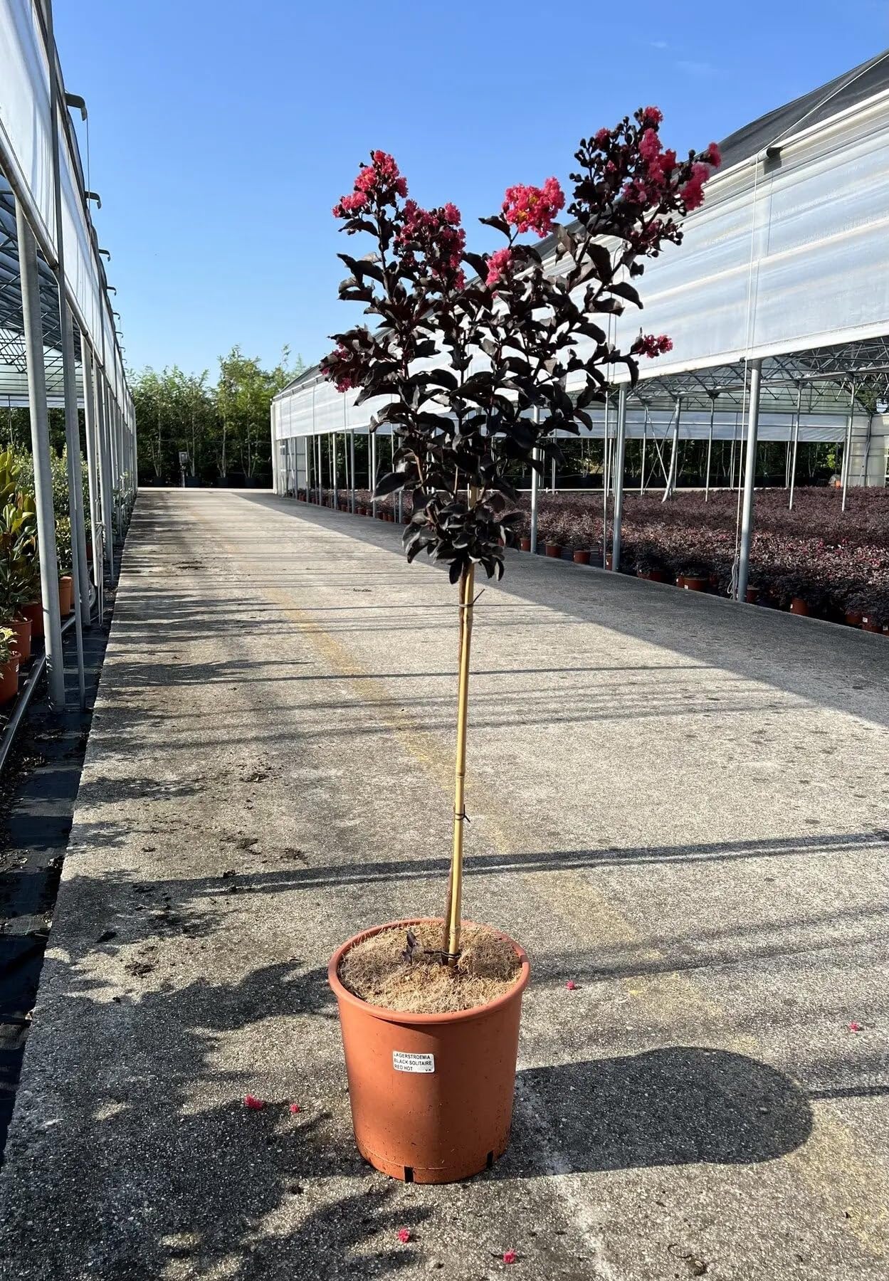 Lagerstroemia indica 'Black Solitaire Red Hot' - Arbusto Ornamentale da Giardino, Colore Rosso e Viola, 125/175 cm, Vaso 28