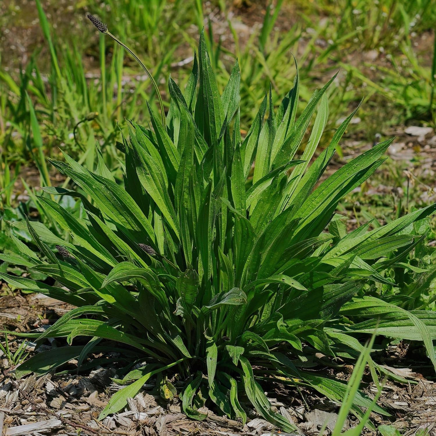 Boston Plantain Seed 1 Lb ~243,088 Seeds | Non-GMO Narrowleaf Ribwort (Plantago lanceolata) | Medicinal Herb, Cover Crop, Forage | Perennial for No-Till, Grazing & Soil Health | 60-90 Days