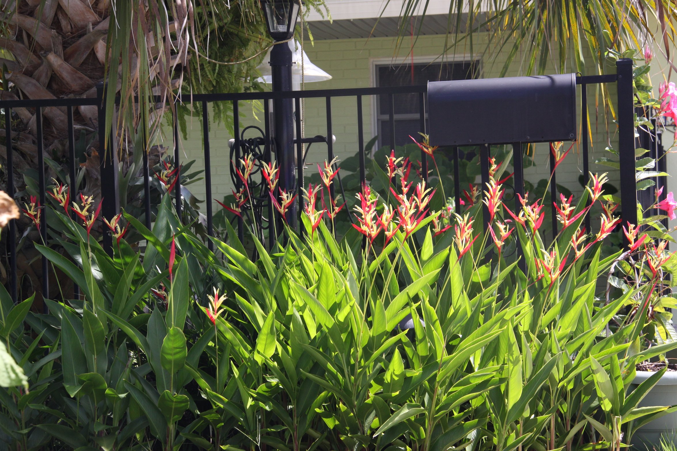 Heliconia psittacorum 'Lady Di' aka 'Lobster Claw/Bird of Paradise' Live Plant Rooted Rhizome