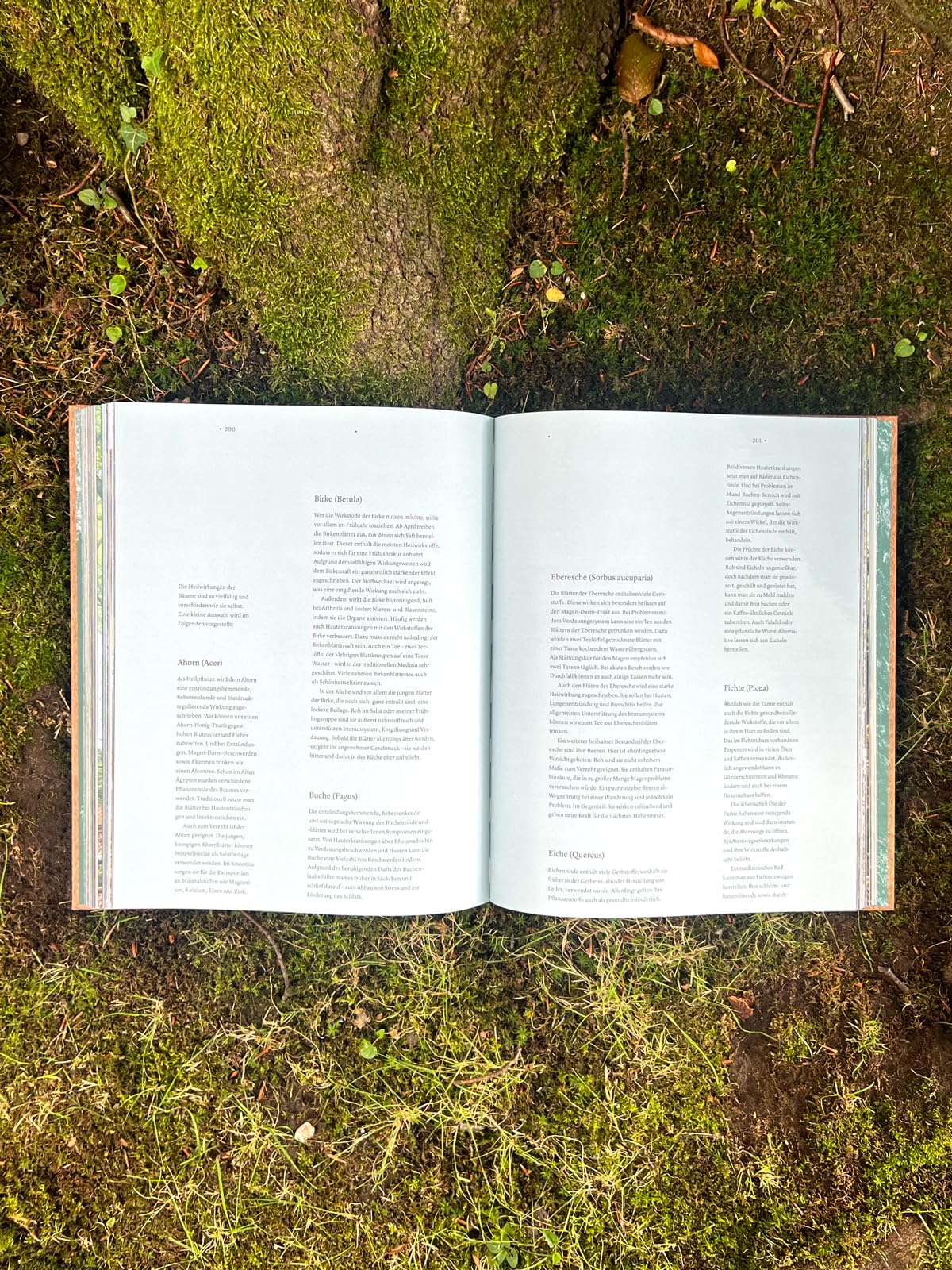 THE WOODS: Einzigartiger Kosmos - Ewiger Kreislauf: wunderschöner Bildband mit Holzcover, Waldwissen und Inspiration - ein ganz besonderes Geschenk