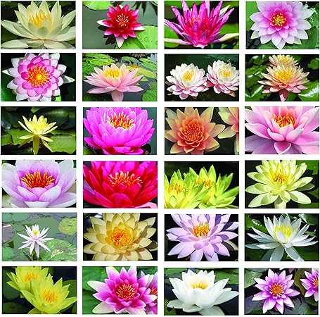 Image 10 Pot Luck Lily - bareroot - Fish or wildlife pond and bog aquatic plants Image 10 Pot Luck Lily - bareroot - Fish or wildlife pond and bog aquatic plants