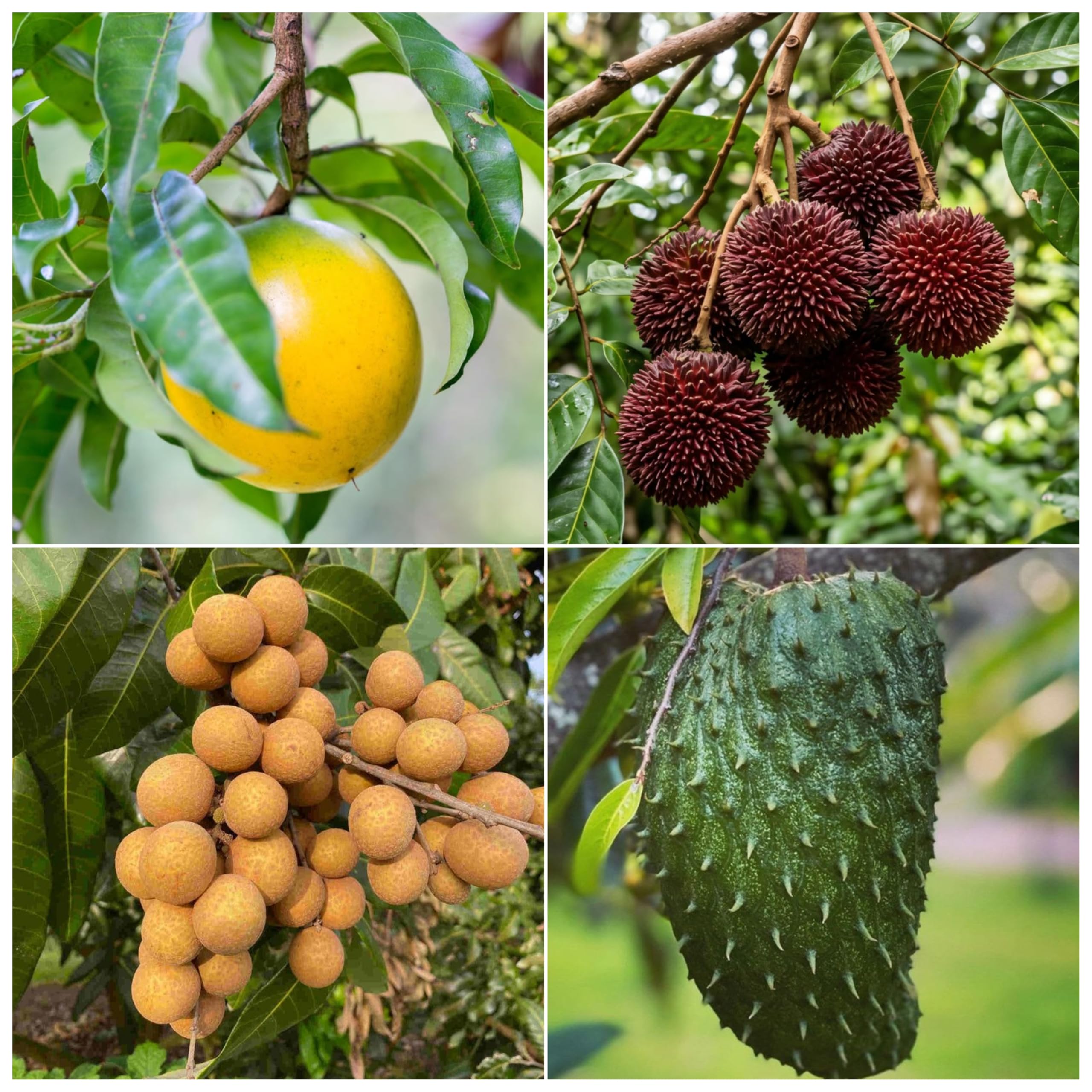 Tropical Fruit Plants Combo Pack (Abiu, Longan, Soursop, Pulasan) Exotic Fruit Tree Collection Healthy Seedling Plants for Home Garden, 1 Plants Each-image-7