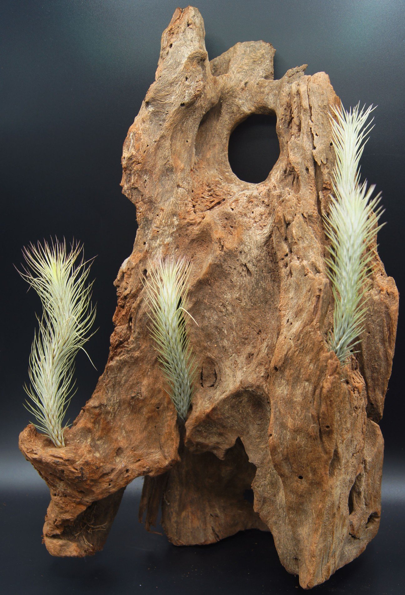 Oplandsien, tillandsia funckiana, roślina jeżynowa.