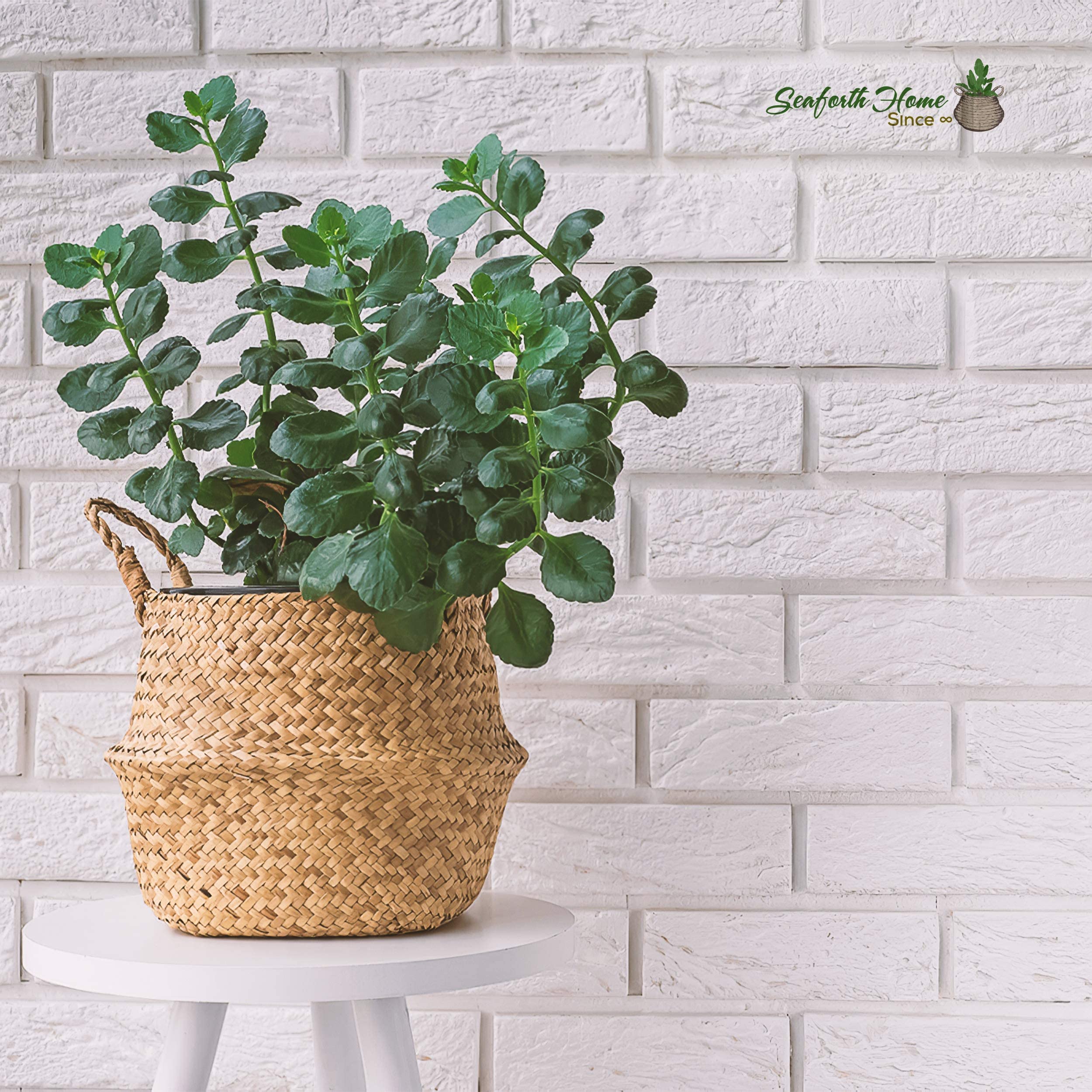 SeaforthHome Plant Basket Wicker Basket Indoor, 11'' Woven Seagrass