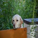 beleg Puzzle game Belege