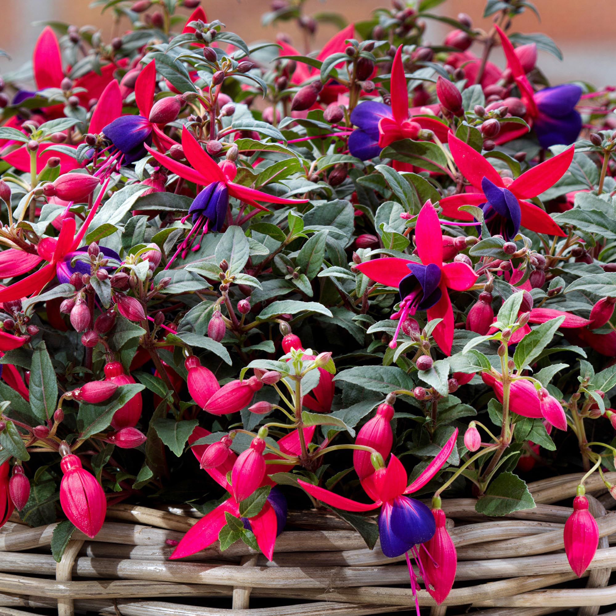 Fuchsia Bella Sacha - Compact Foliage with Elegant Bell-Shaped Blooms, Beautiful Fast-Growing Shade-Loving Shrub for Summer Hanging Baskets and Vibrant Patio Planters (1 Litre Pot, Pack of 3)