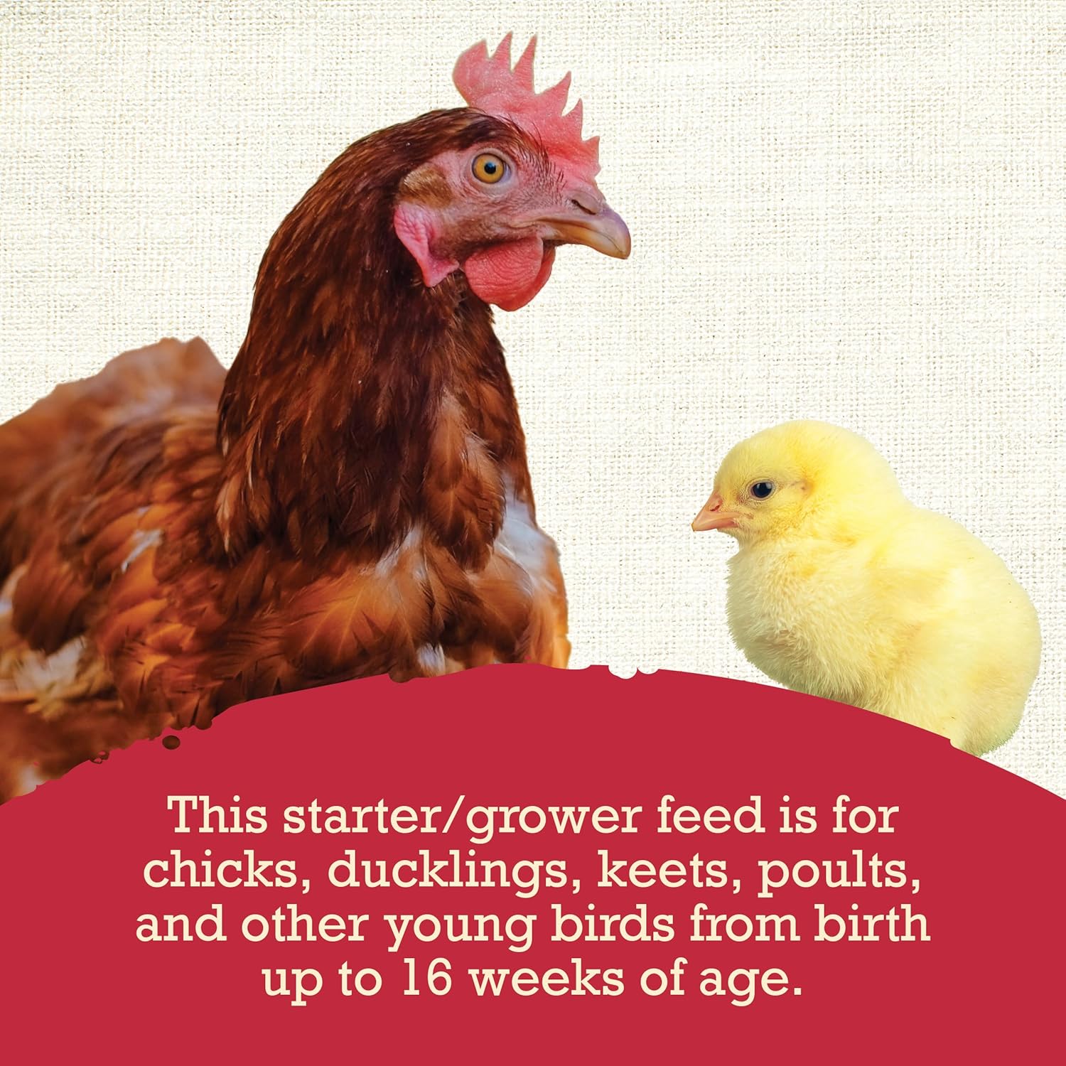 Super Chick Chicken Feed - Natural Grower Feed - 40 lb Bag, Grower Feed for Young Poultry, Balanced Nutrition for Developing Chicks, Designed for Smooth Transition from Starter Feeds