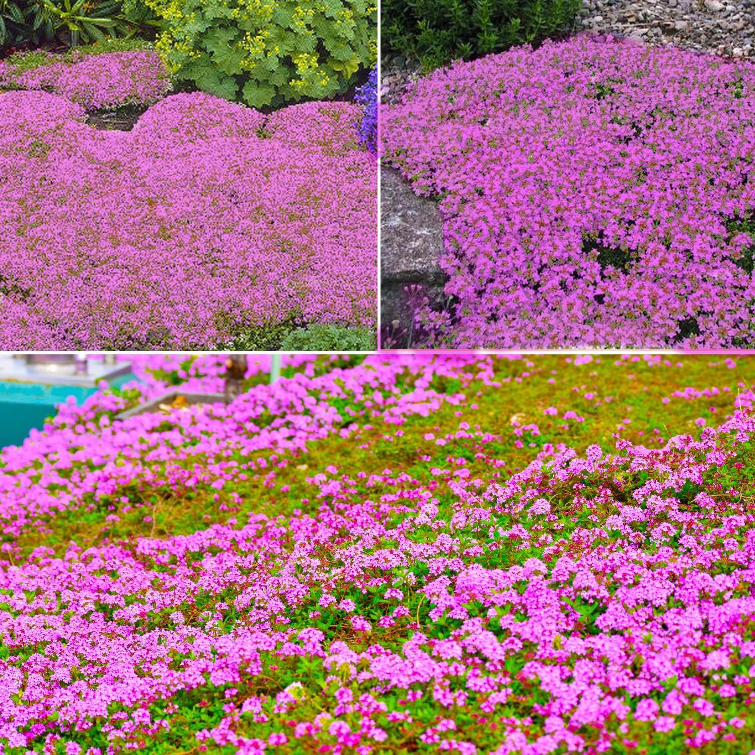 Carpet Creeping Thyme Ground Cover Plant Seeds Perennial