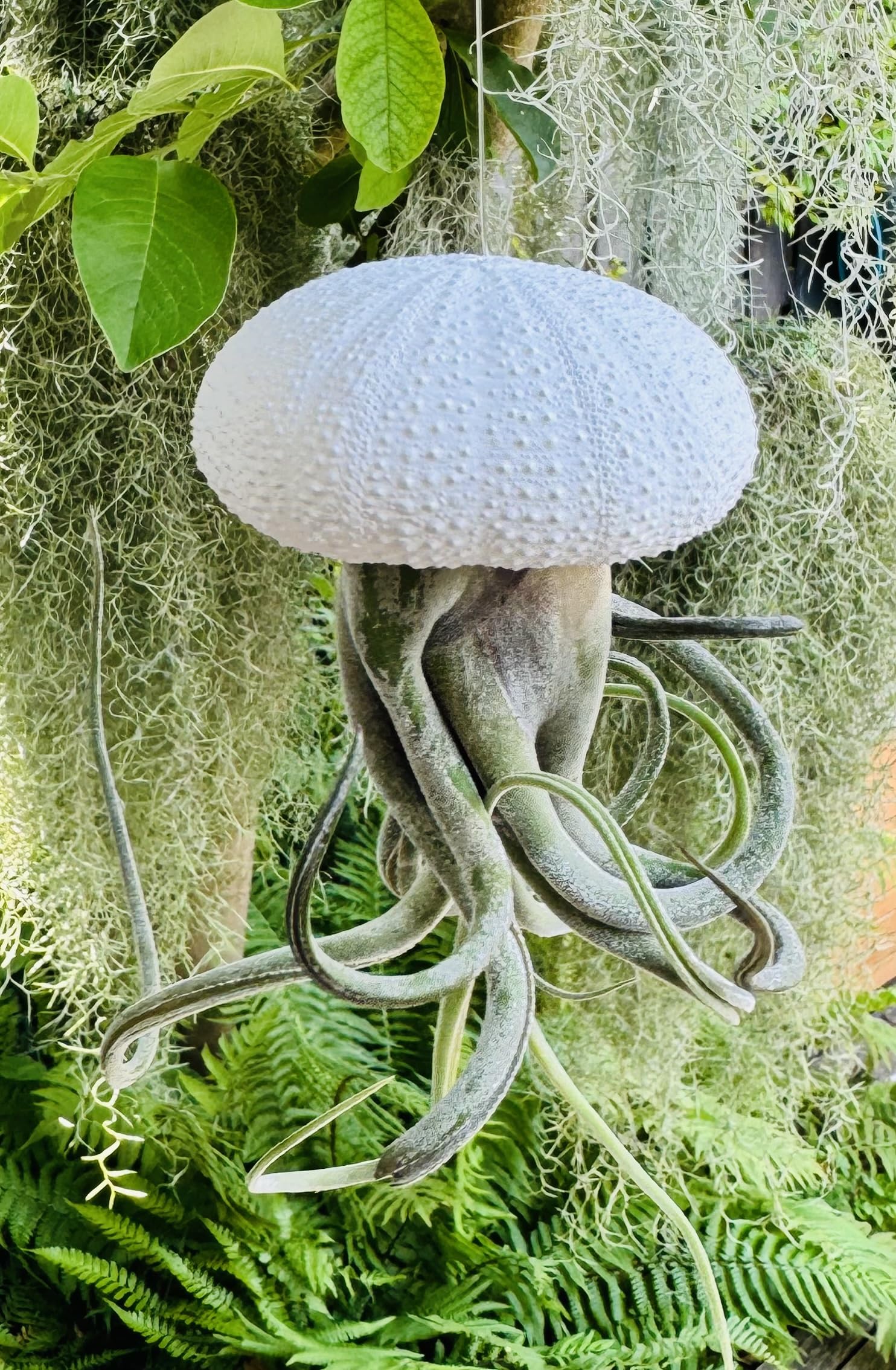 3er Set Tillandsia Luftpflanzen in weißen Alfonso Seeigeln | Echte Airplants, Bromeliengewächse mit Spanischem Moos, Pflegeleicht & dekorativ, Geschenkidee, Trendyairplants
