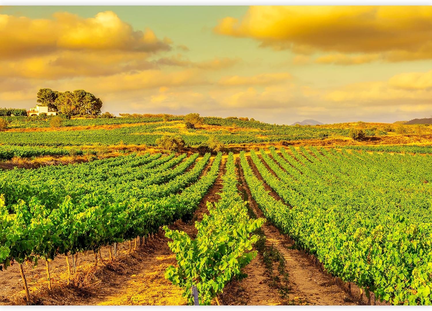 wall26 - View of a Vineyard with Ripe Grapes in a Mediterranean Country at Sunset - Removable Wall Mural | Self-Adhesive Large Wallpaper - 100x144 inches