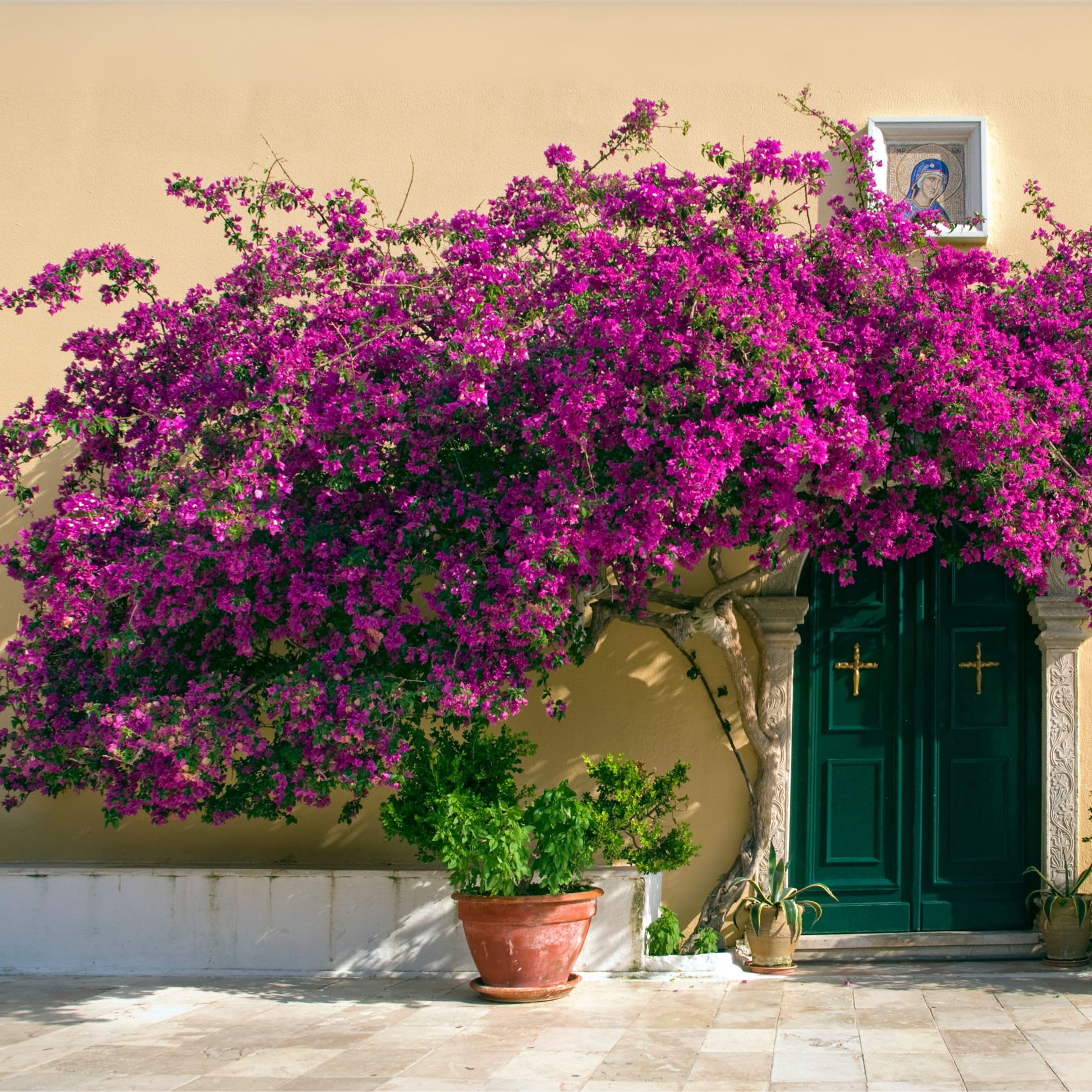 Plant in a Box - Bougainvillea 'Alexandra' - Violet - Plante grimpante - Plante de jardin - Pot 17cm - Hauteur 50-60cm