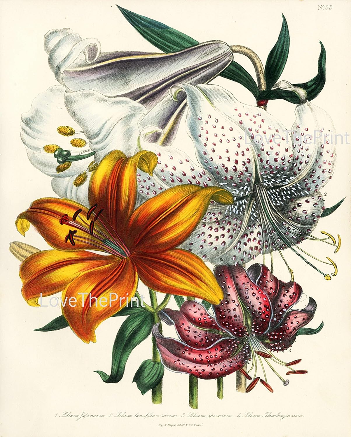LoveThePrint Botanical Wall Art Home Decor Print Set of 6 Unframed Antique Flowers Peony Lilly Iris Camellia Colorful Spring Summer Garden Interior Design Birthday Mother's day gift for her