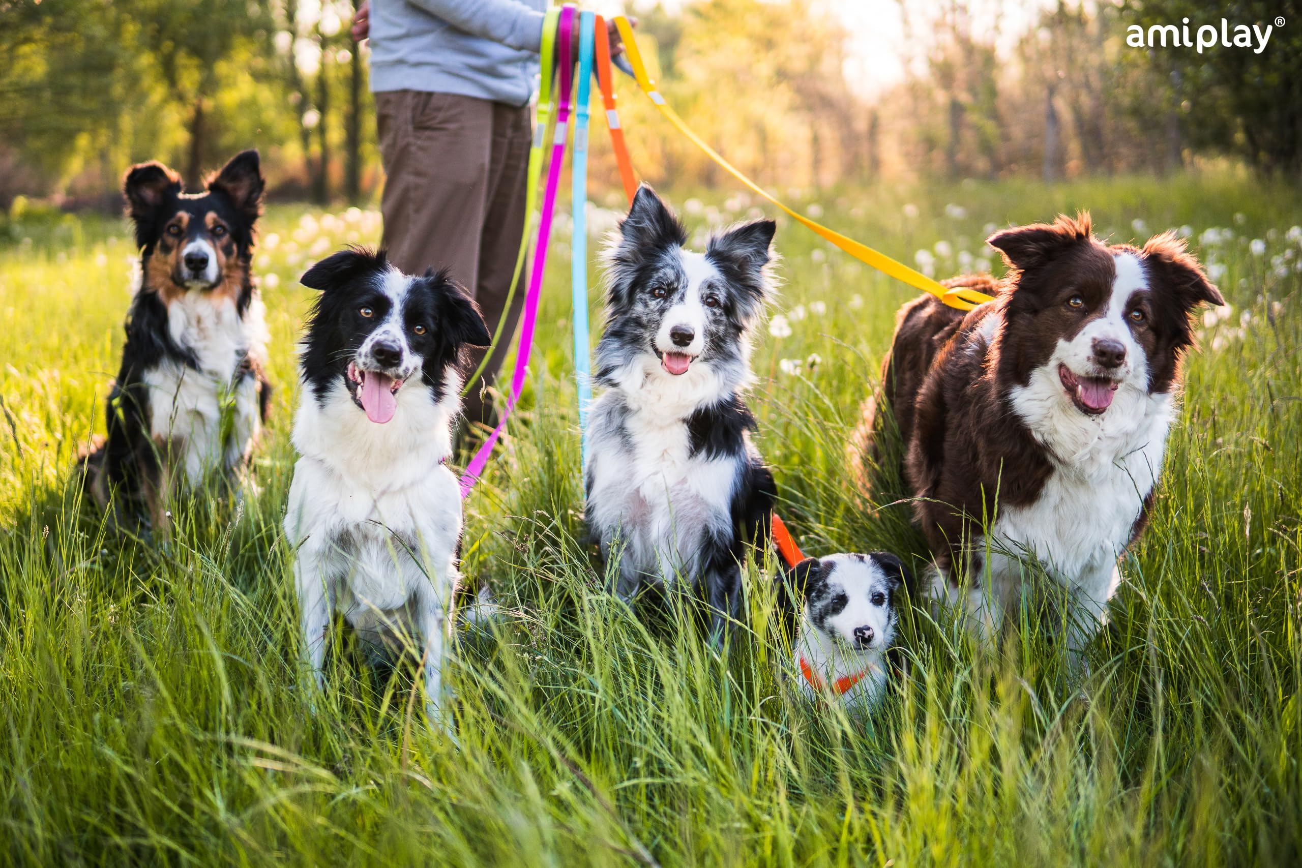 Amiplay Samba Hunde Schleppleine - Trainingsleine 10m - Ideal für Rückruf-Training und Kontrolle - Geeignet für kleine und große Hunde