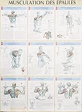 Download Musculation des épaules : Poster PDF