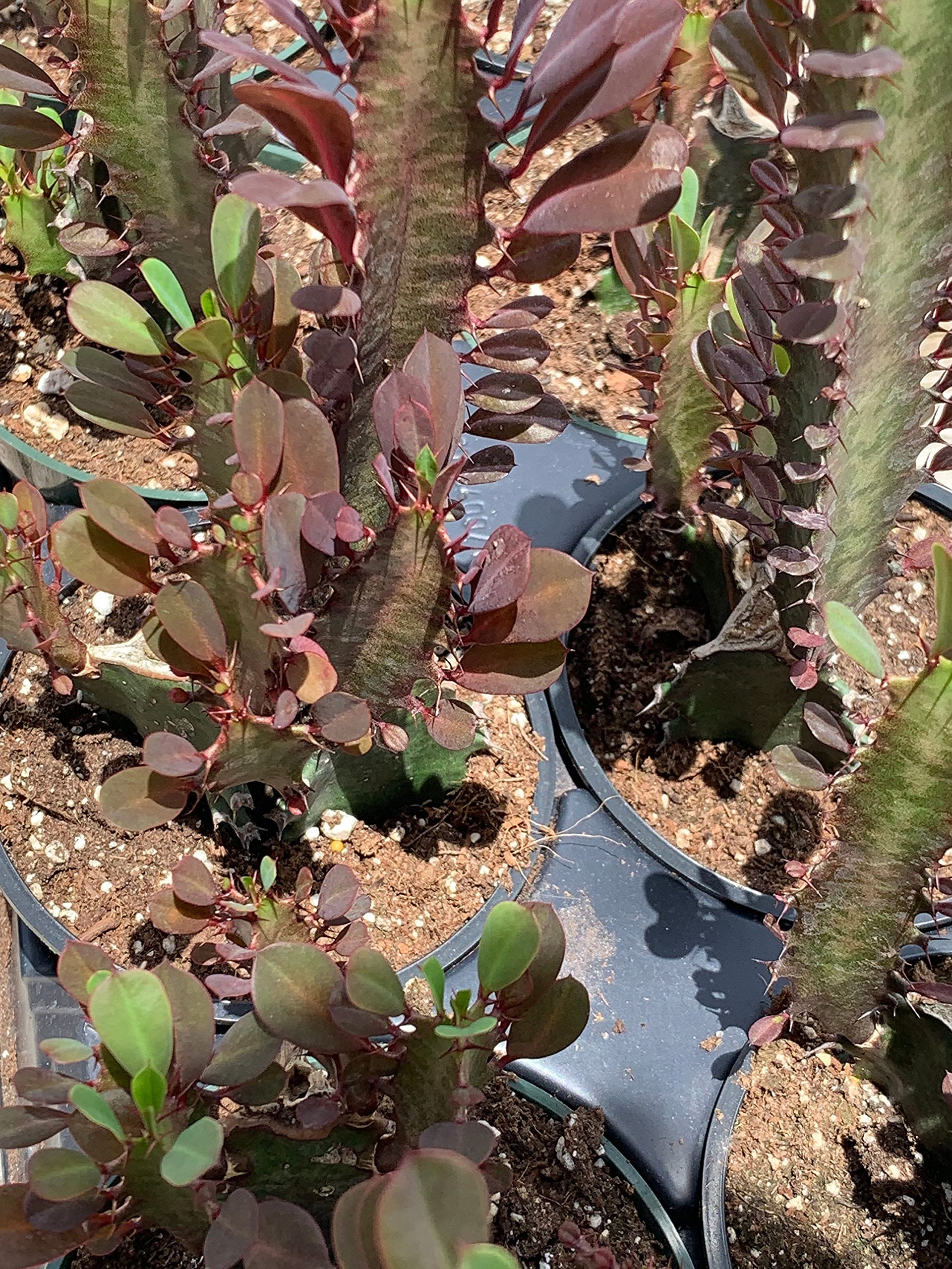 Euphorbia Trigona Rubra (African Milk Tree) Rare Cactus - 6" Exotic Succulent Plant
