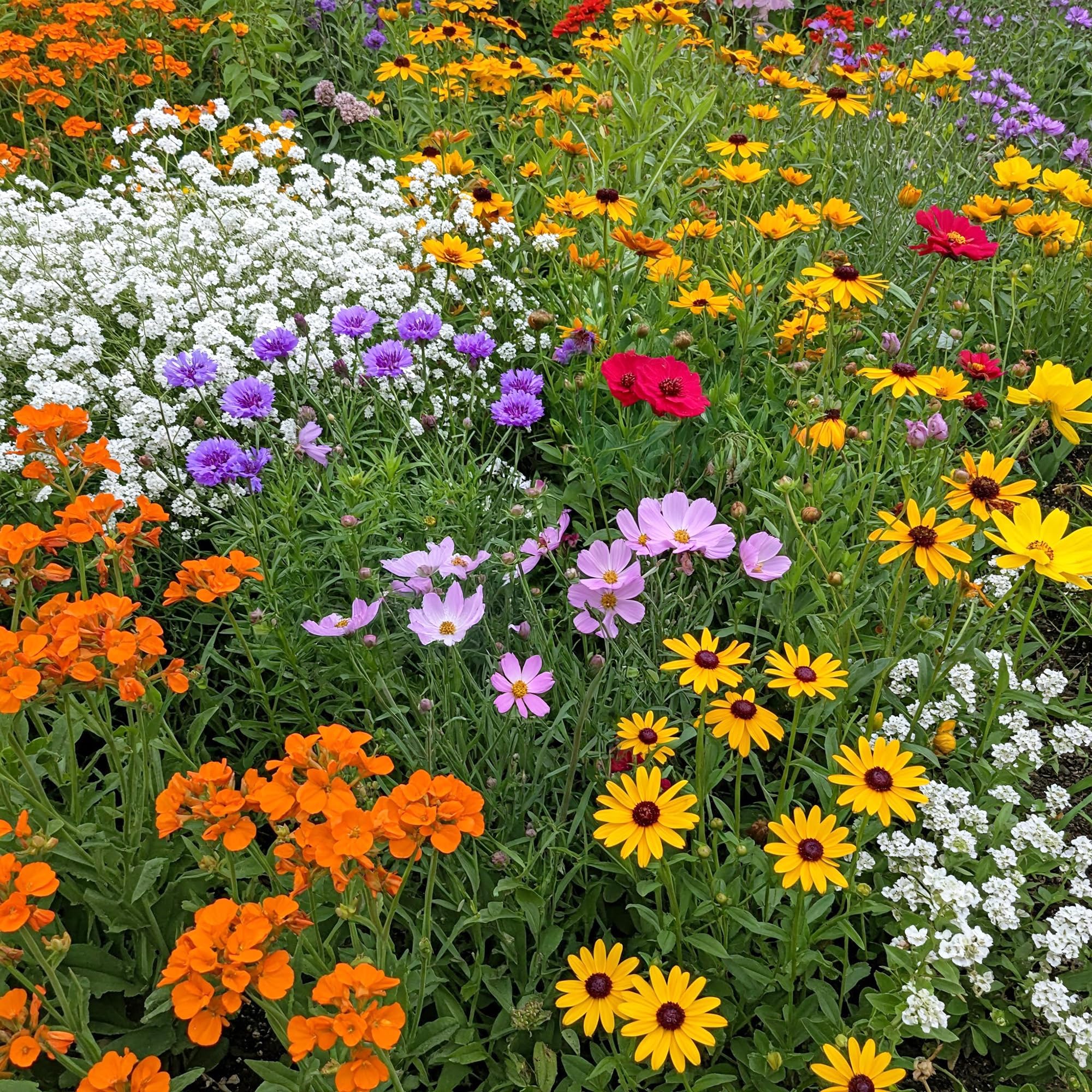 Ferry-Morse Gulf Coast-Caribbean Bulk Wildflower Seeds, 300,000+, 1 lb