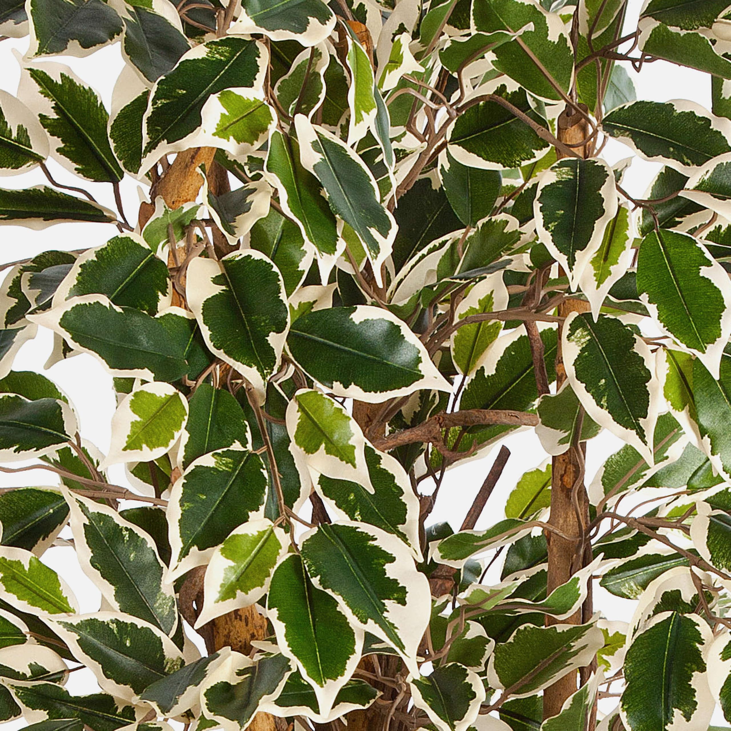artplants.de Ficus Artificiale JARLAN con 720 Foglie e Tronco Intrecciato, Verde-Bianco, 150cm - Ficus Decorativo/Pianta di ficus