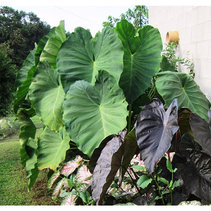 Buy 1 Jumbo Elephant Ear Bulbs (Colocasia esculenta) Tropical Plant 9