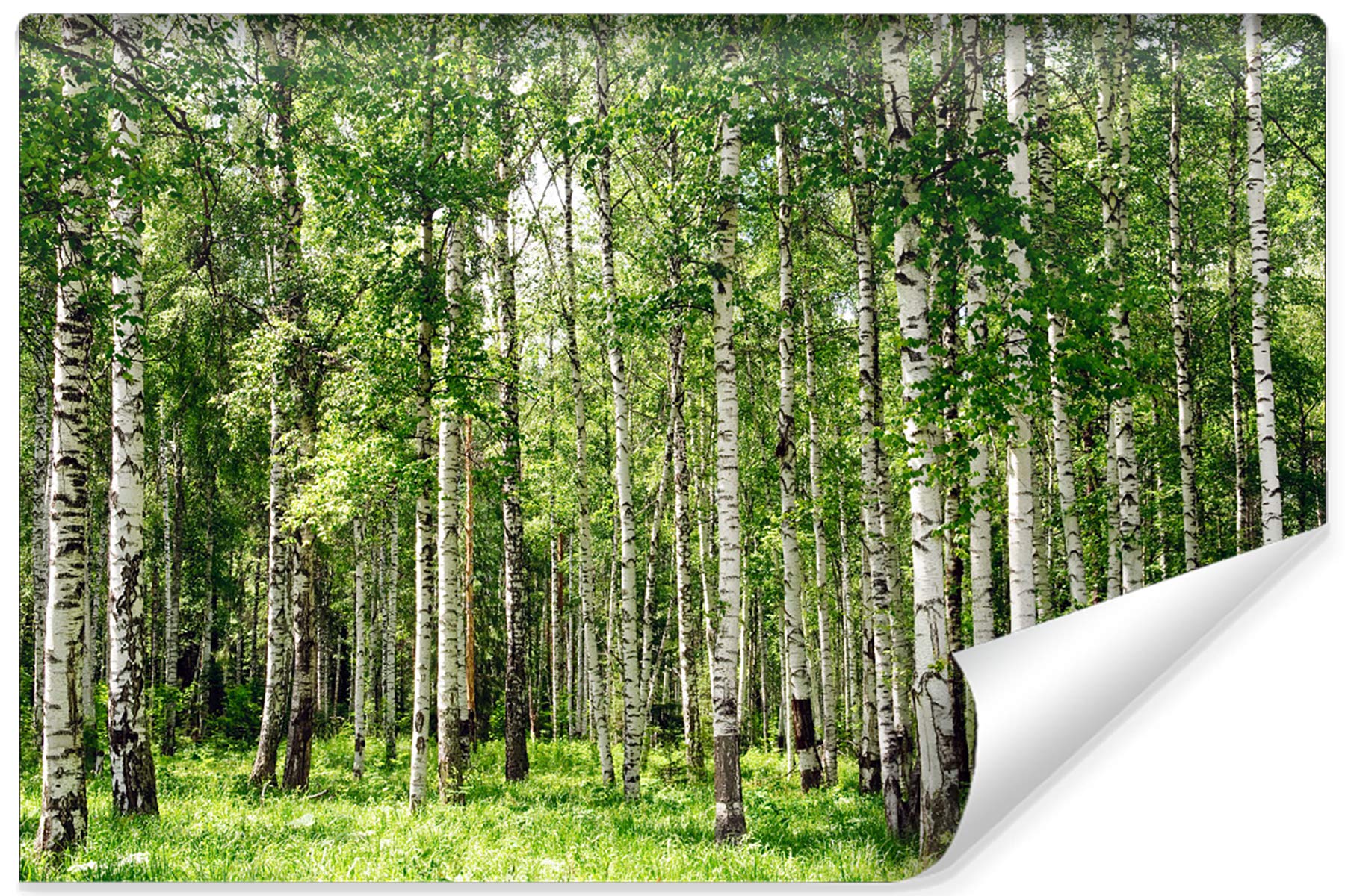 Fototapeta LAS BRZOZOWY Drzewa Natura Brzozy Trawa Zieleń Przyroda Krajobraz 3D Pejzaż Dekoracja Ścienna Salon Sypialni Kuchnia Korytarz 405x270