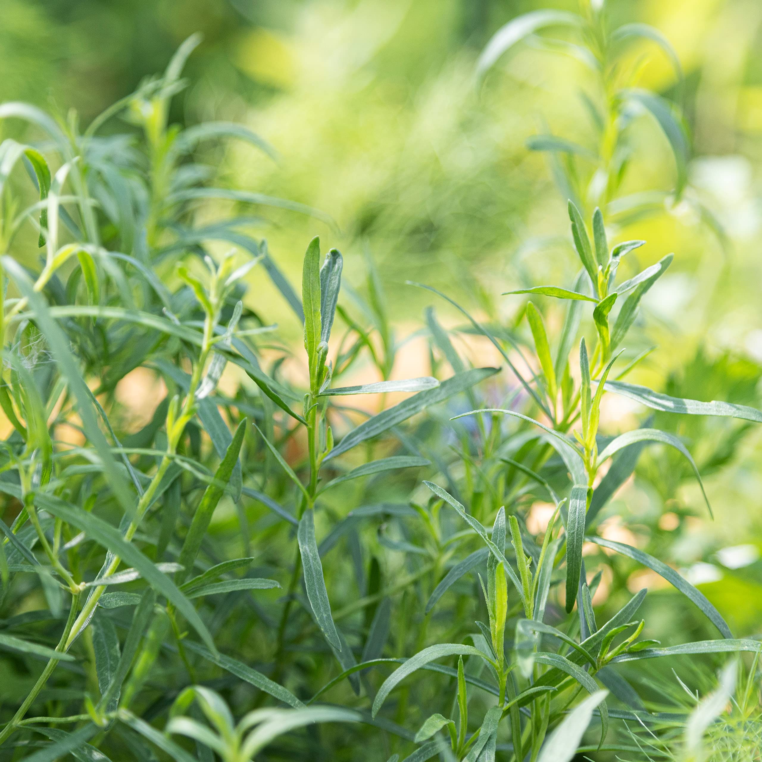 Estragon Samen: Premium Estragon Saatgut zur Anzucht von ca 100 Kruter  Pflanzen  Kstliche Gartenkruter Pflanzen mehrjhrig  Wildkruter Samen  fr Garten und Balkon  Kruter Saatgut von OwnGrown : Amazon.de: Kche,  Haushalt & Wohnen