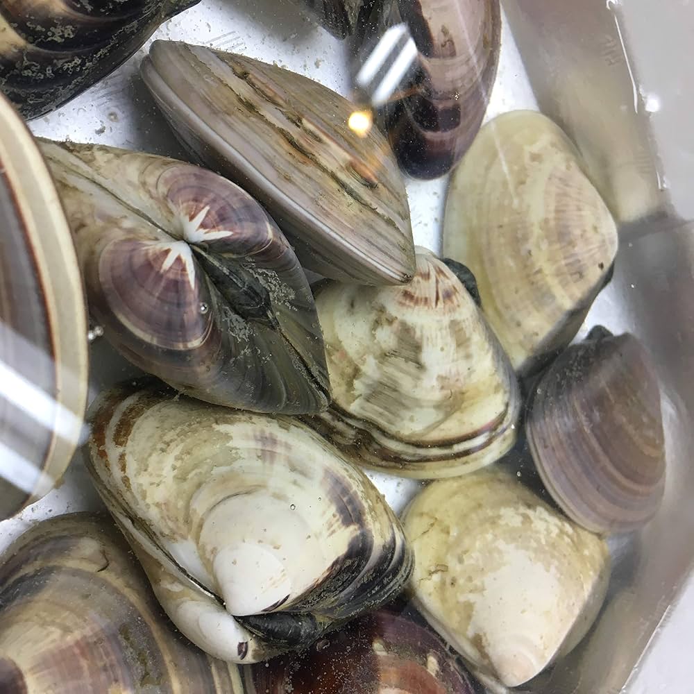 Amazon.co.jp: kakiya 千葉県九十九里産 【天然☆ 特大 活