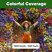 Vista 6 de HOME GROWN Pansy Swiss Giants Mix – 1500 semillas de flores (0.08 oz) – Semillas de pensamiento de plantación de otoño – Semillas de viola