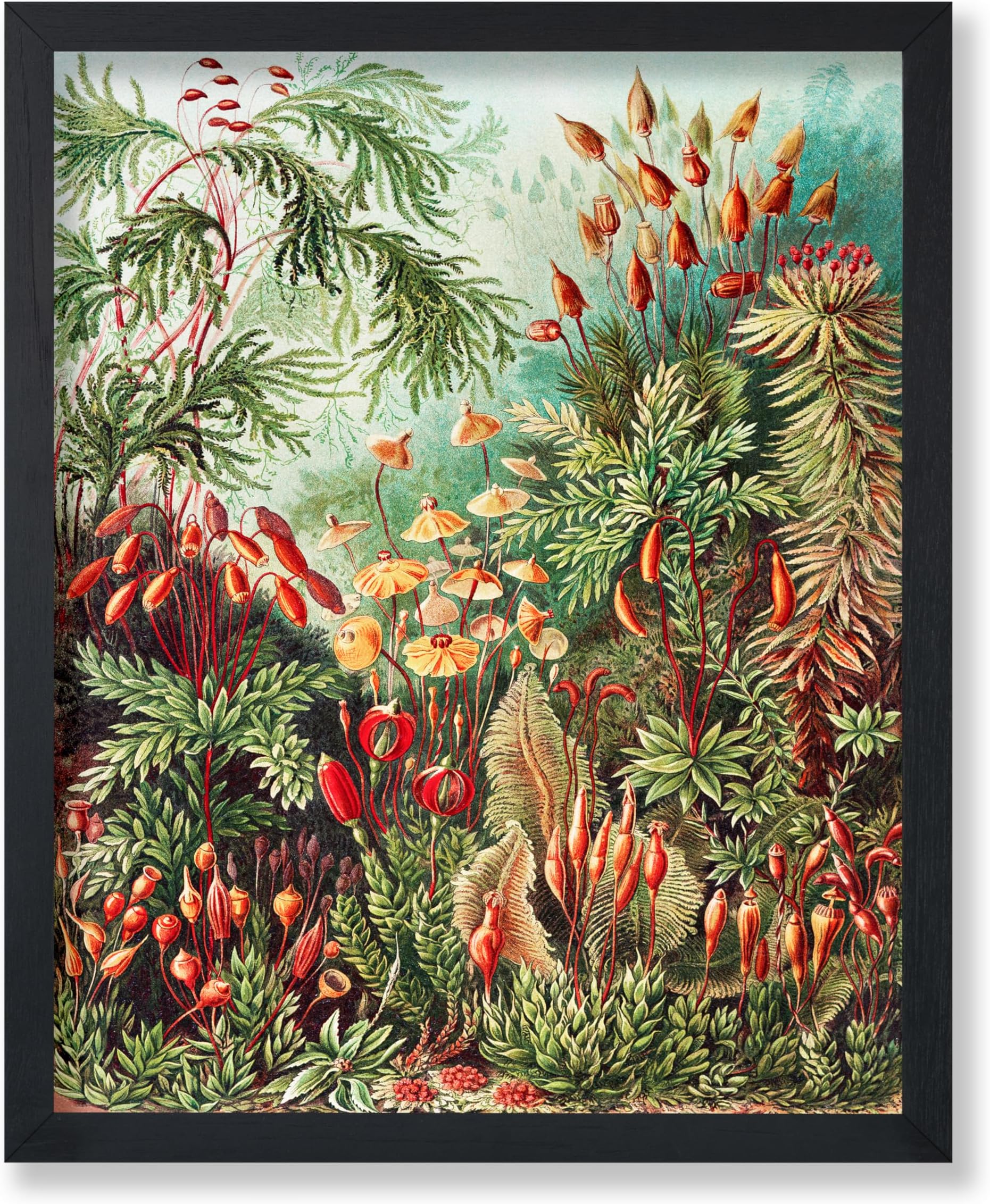 Poster Master Vintage Muscinae Moss Poster - Retro Art Forms in Nature Print - Botanical Art - Gift for Men & Women - Aesthetic Decor for Bedroom, Living Room, Office or Dorm - 16x20 UNFRAMED Wall Art