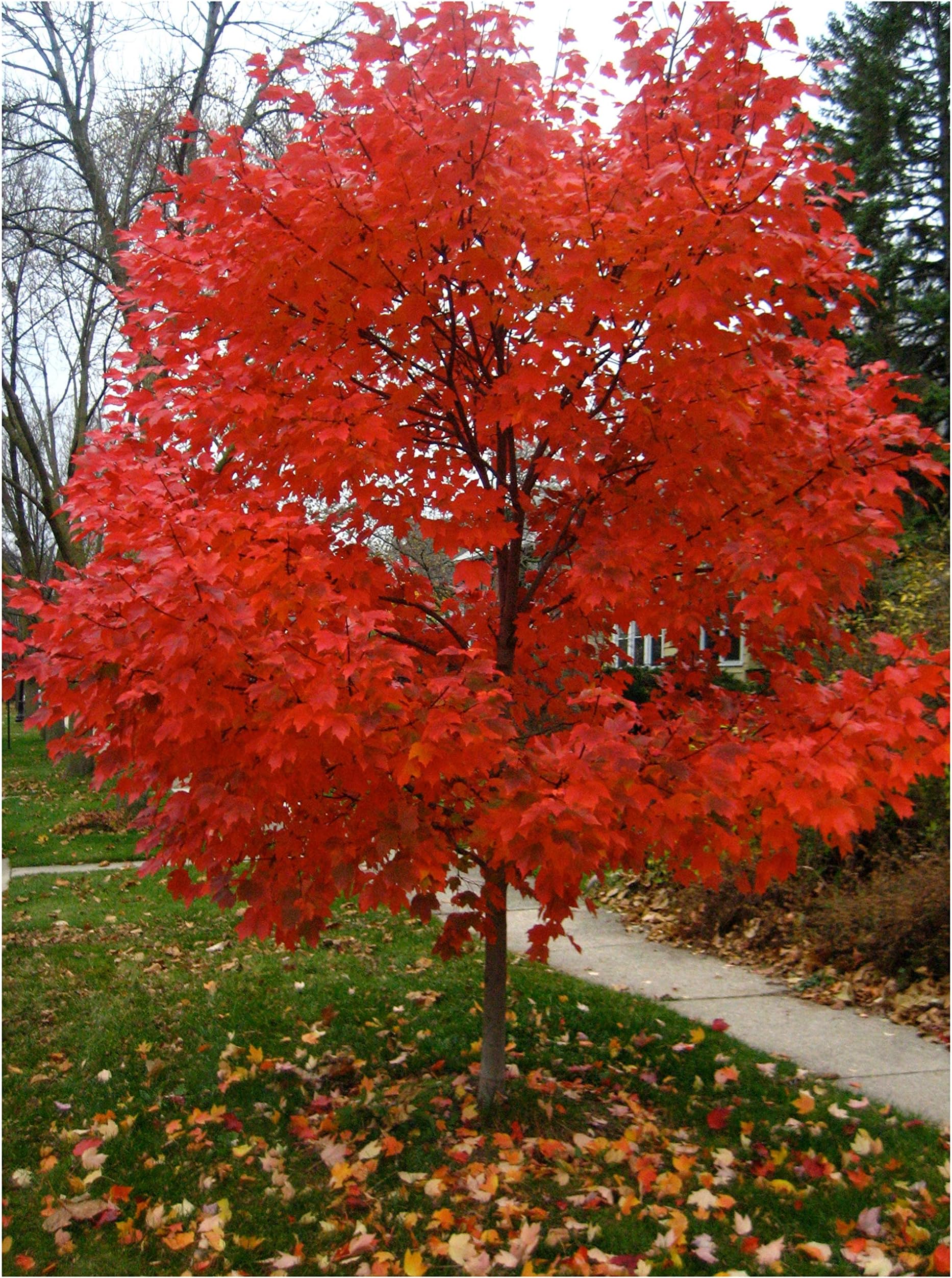Autumn Blaze Red Maple Tree - Acer saccharinum - Heavy Established Roots - Two Gallon Potted - 1 Plant by Growers Solution