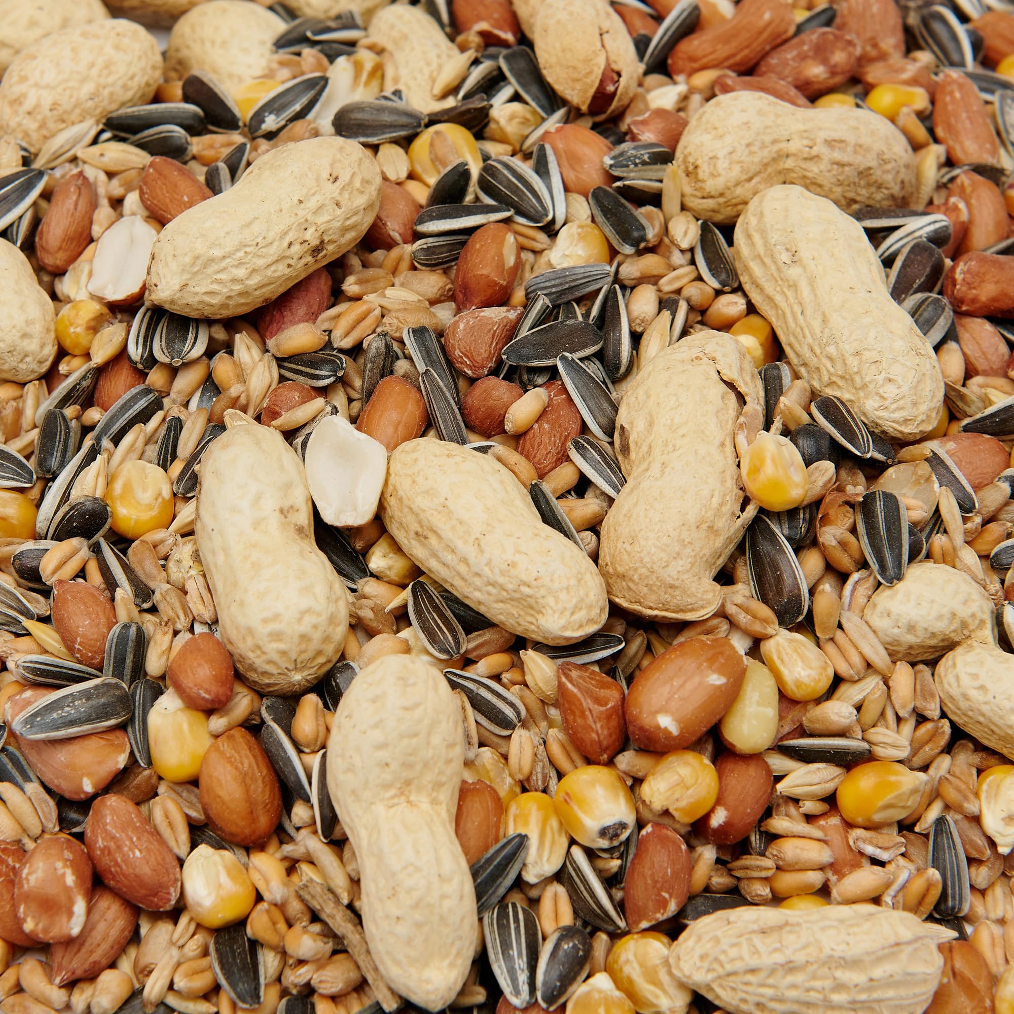 Mezcla de ardilla premium, 1000 g
