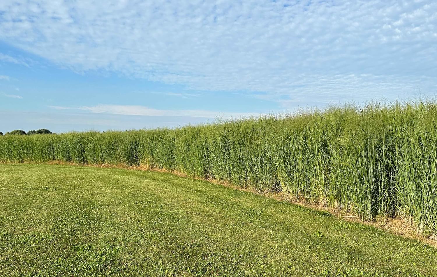 RC Big Rock Switchgrass Seed for Planting - 4 lb Bag - Native Tall Prairie Grass for Deer Screening, Bedding Areas & Wildlife Habitat, Grows Up to 9 ft Tall, Plants 1/2 Acre