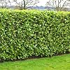GardenersDream Cherry Laurel Plants - Prunus Rotundifolia Hedging Shrubs - Evergreen Outdoor Plants for Garden - All Year Round Hedge Bushes for Gardens and Borders 9cm Pot, 5 Plants