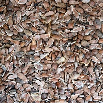 Noni Tree Seeds (Morinda Citrifolia) 10 Seeds